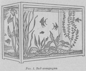 Вид аквариума